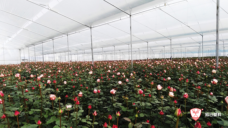 高透光散光棚膜：安裝、調試與使用全攻略